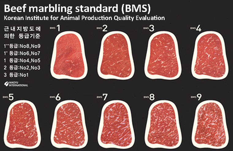 Beef Marbling Standard for Korean beef grading